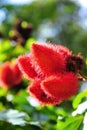 Fruits of lipstick tree Royalty Free Stock Photo