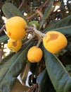 Bio-Loquat tree fruits and leaves Royalty Free Stock Photo