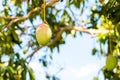 Fruits of mango against the sky, Vinales, Pinar del Rio, Cuba. Close-up. Royalty Free Stock Photo