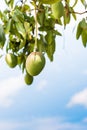 Fruits of mango against the sky, Vinales, Pinar del Rio, Cuba. Close-up. Copy space for text. Vertical. Royalty Free Stock Photo