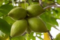 Fruits of manzhur or walnut hang on the tree with a large bunch Royalty Free Stock Photo