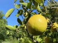 Fruits of the Meyer`s Zitrone / Citrus x meyeri / Meyer`s Zitronenbaum, ZitronenbÃÂ¤umchen `Meyeri`or Meyer-Zitrone Royalty Free Stock Photo