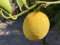 Fruits of the Meyer`s Zitrone / Citrus x meyeri / Meyer`s Zitronenbaum, ZitronenbÃÂ¤umchen `Meyeri`or Meyer-Zitrone Royalty Free Stock Photo