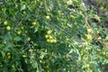 Fruits of Mirabelle plum, Prunus domestica Royalty Free Stock Photo