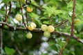 The fruits of Mirabelle plum, Prunus domestica, Royalty Free Stock Photo