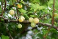 The fruits of Mirabelle plum, Prunus domestica Royalty Free Stock Photo