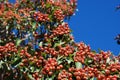 Fruits of mountain red ash tree