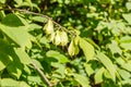 Fruits of Mountain silverbell, Halesia monticola Royalty Free Stock Photo