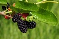 Fruits of mulberry