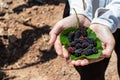 The fruits of mulberry in the hands of women in the morning.