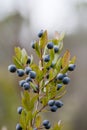 Fruits of Myrtus