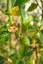 Fruits of Noni with green leafs. Great morinda. Indian mulbery. Beach mulbery. Morinda citrifolia