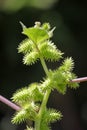 Fruits of Noogoora burr