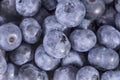 Fruits of northern highbush blueberry Vaccinium corymbosum, background