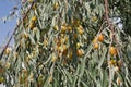 Fruits on oleaster tree, medicinal oleaster fruit Royalty Free Stock Photo