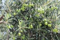 Green olives on an olive tree, Croatia, Dalmatia Royalty Free Stock Photo