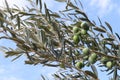 Green olives on tree. Olive tree branch with green olives against the blue sky and clouds, Croatia, Dalmatia Royalty Free Stock Photo