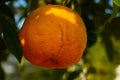 Fruits of an orange variety in a botanical collection.