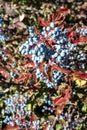 Fruits of Oregon Grape