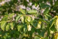 Fruits of Ostrya carpinifolia