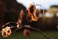 Fruits of paliurus spina -christi tree