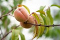 Fruits of a peach on a branch close-up. Selective focus Royalty Free Stock Photo