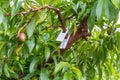 The fruits of peach trees treated with fungicides Royalty Free Stock Photo