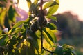 Fruits of peaches on the branches of a fruit tree in the garden Royalty Free Stock Photo