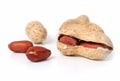 Fruits of peanut isolated on white background