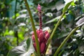 Fruits of a pink banana, Musa velutina