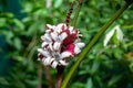 Fruits of a pink banana, Musa velutina