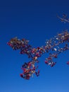 Fruits plants park autumn green branch colors spain Royalty Free Stock Photo