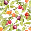 Fruits - plum, cherry, apples. Vintage seamless natural pattern. Watercolor