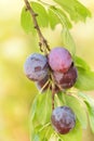 Fruits of plum tree branch Royalty Free Stock Photo