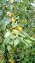 Fruits plum tree leaves wild Royalty Free Stock Photo