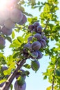 The fruits of plums on the tree Royalty Free Stock Photo