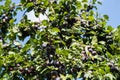 Fruits on plumtree