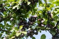 Fruits on plumtree