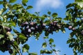 Fruits on plumtree