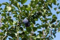 Fruits on plumtree