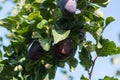 Fruits on plumtree