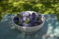 Fruits of prunus domestica tree in white bowl on vintage green background with cracked surface, tasty ripened dark blue plums Royalty Free Stock Photo