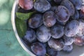 Fruits of prunus domestica tree in white bowl on vintage green background with cracked surface, tasty ripened dark blue plums Royalty Free Stock Photo