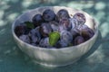 Fruits of prunus domestica tree in white bowl on vintage green background with cracked surface, tasty ripened dark blue plums Royalty Free Stock Photo