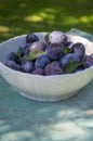 Fruits of prunus domestica tree in white bowl on vintage green background with cracked surface, tasty ripened dark blue plums Royalty Free Stock Photo