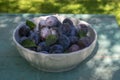 Fruits of prunus domestica tree in white bowl on vintage green background with cracked surface, tasty ripened dark blue plums Royalty Free Stock Photo