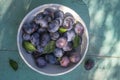 Fruits of prunus domestica tree in white bowl on vintage green background with cracked surface, tasty ripened dark blue plums Royalty Free Stock Photo