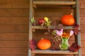 Fruits, pumpkins, autumn leaves, helenium and autumn crocuses are on steps of rustic wooden ladder near wooden wall