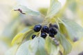 Fruits of a purging buckthorn, Rhamnus cathartica