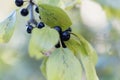 Fruits of a purging buckthorn, Rhamnus cathartica